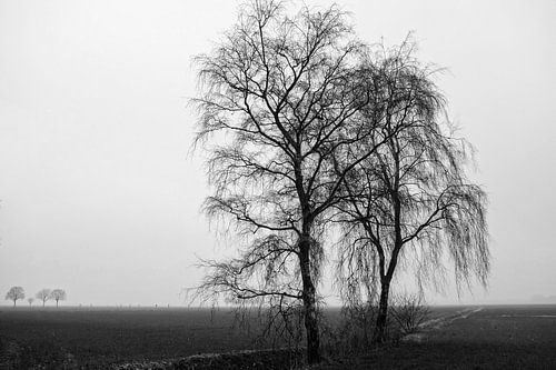 treurberken in landschap 1