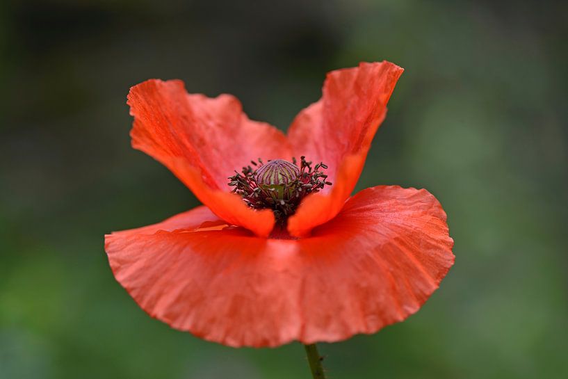 Roter Mohn im Wind von Barbara Brolsma