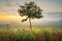 un jeune arbre