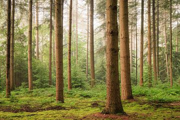 Bospanorama in de zomer op Landgoed Zonheuvel Doorn - Utrechtse Heuvelrug van Sjaak den Breeje