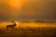 Cerf rouge à l'aube par Peter Lambrichs Aperçu