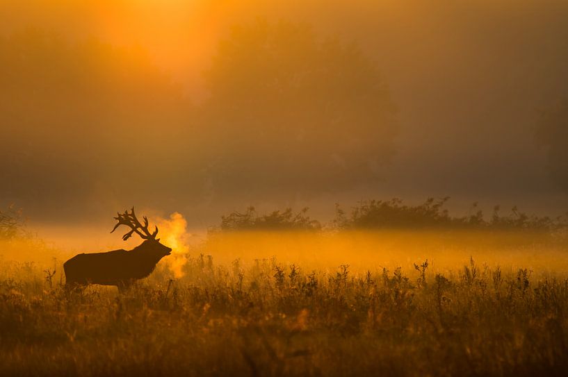Cerf rouge à l'aube par Peter Lambrichs