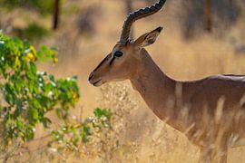 Impala-Antilope im  Etosha-Nationalpark in Namibia, Afrika von Patrick Groß