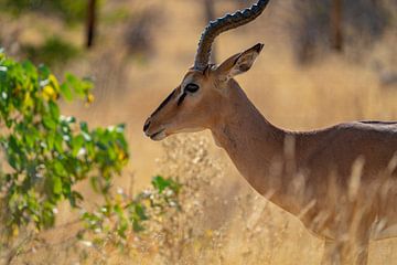 Impala-antilopen in het Etosha National Park in Namibië, Afrika van Patrick Groß