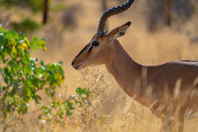 Impala antelope in Etosha National Park in Namibia, Africa by Patrick Groß