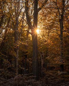 Rayon de soleil à travers les arbres dans le Liesbos Breda