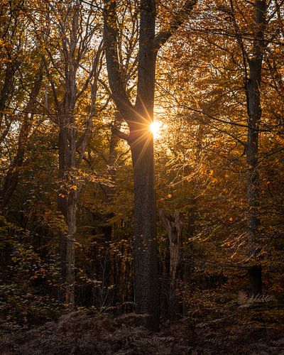 Zonnestraal door de Bomen in het Liesbos Breda