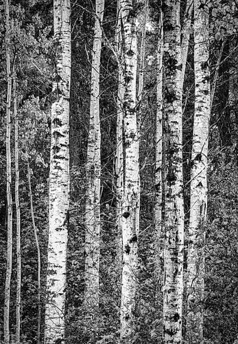 Berkenbomen in het bos, Canada
