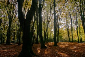 L'automne dans le Speulderbos