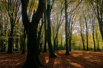 Autumn in the Speulderbos by Ad Jekel