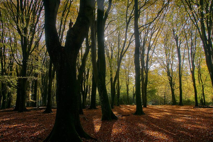 Autumn in the Speulderbos by Ad Jekel