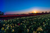 Een rode Tulp  in een zee van witte tulpen bij zonsondergang