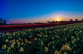 One red Tulip in a sea of white by Eric Veenboer