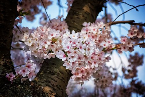 Cherry Blossom Magic II