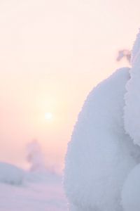 Nahaufnahme von Schnee mit verschneiten Bäumen | Reisefotografie Druck | Saariselkä Lapland