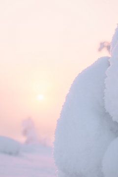 Close up van sneeuw met besneeuwde bomen | reisfotografie print | Saariselkä Lapland