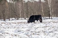 Tauros Stier im Schnee von Tanja van Beuningen Miniaturansicht