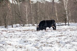 Tauros Stier im Schnee von Tanja van Beuningen