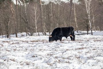 Tauros stier in de sneeuw