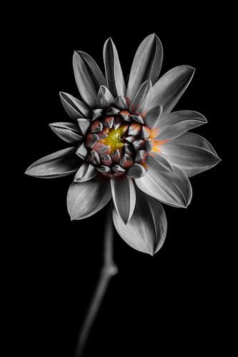 Dahlie - Selektive Kolorierung