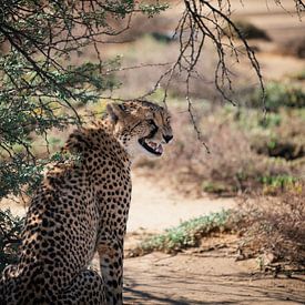 Cheetah - South Africa by Joey van Megchelen