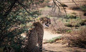 Cheetah - Zuid Afrika van Joey van Megchelen