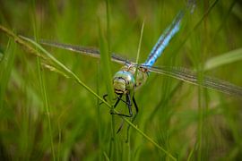 Grand lilas impérial sur Bart Zeegers