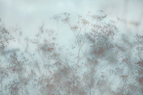 Vroege ochtend Gedroogde weide Spanje Blauw
