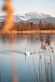 Swan at Sulzberger lake in the evening with the Grünten in the background by Leo Schindzielorz