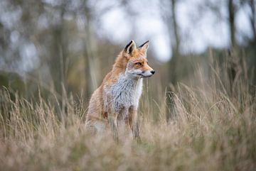 Fuchs in Landschaft | Wildlife Fotografie von Nanda Bussers
