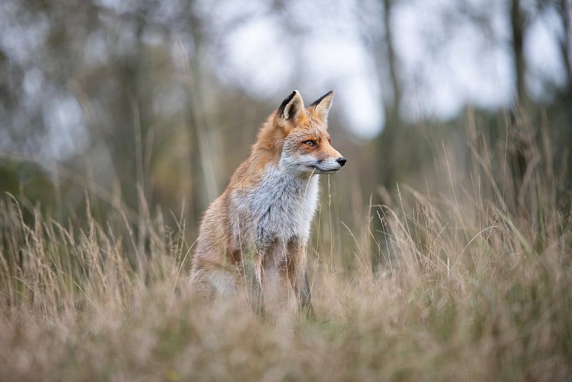 Vos in landschap | Wildlife Fotografie van Nanda Bussers