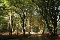 Dansende bomen