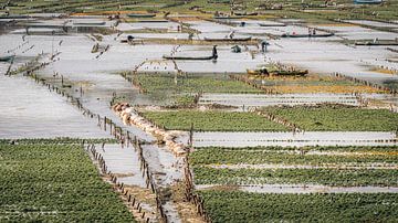 Seaweed harvest on Nusa Lembongan, bali Indonesia by Bart Hageman Photography