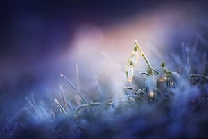 Sneeuwklokjes in ochtendlicht