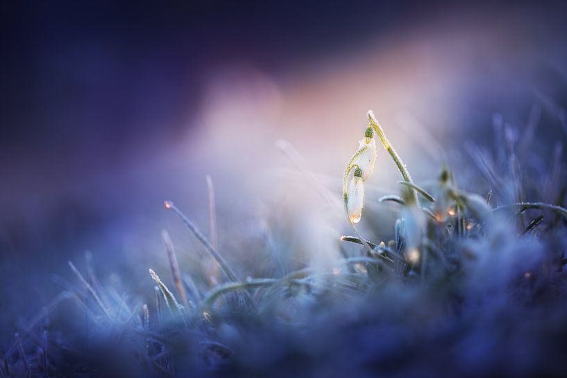 Snowdrops in morning light by Maayke Klaver