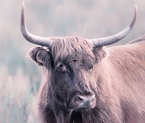 Tête de highlander écossais avec cornes