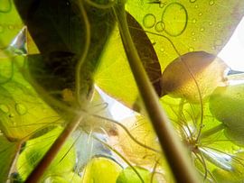 underwater world by Helene de Jongh