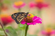 Monarch-Schmetterling auf einer Gerbera von gea strucks Miniaturansicht