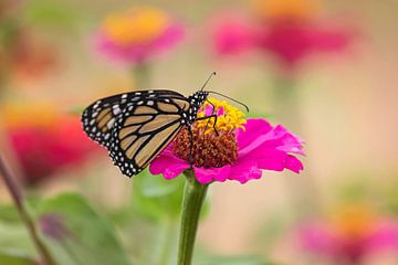 monarch vlinder op een gerbera