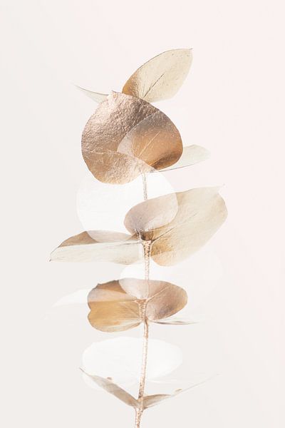 Eucalyptus Creative Gold 04 par Pictufy Studio III