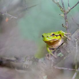 Tree frog by Menno Schaefer