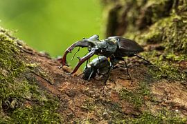 Flying deer on tree trunk by Mirella Zwanenburg