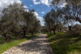 Olivenhain in Alt-Sparta von Lianne van Dijk