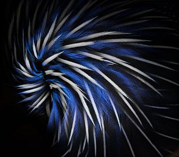 Schwarz, weiß &amp; blau von RT Photography