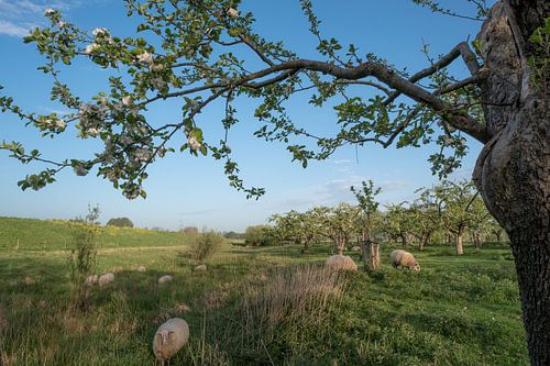 Schapen tussen fruitboomgaard