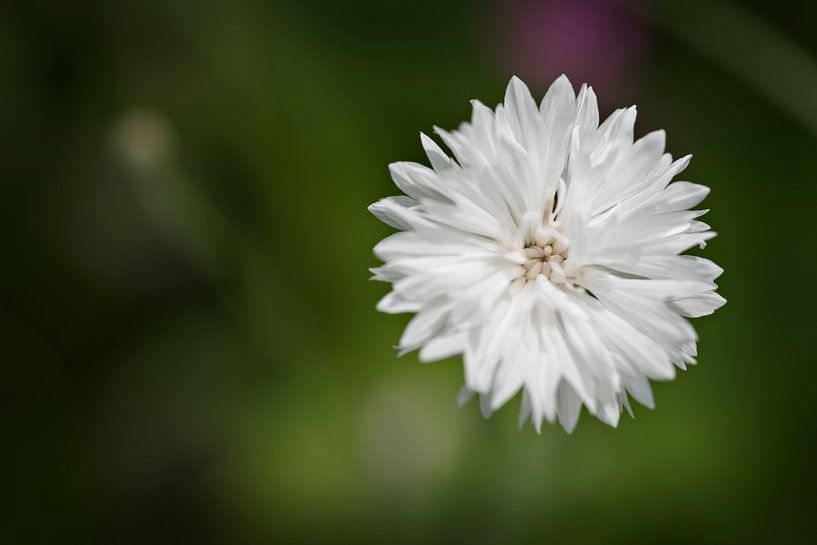 Witte bloem van Lonneke Prins