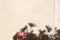 Bloem met Schaduwen
