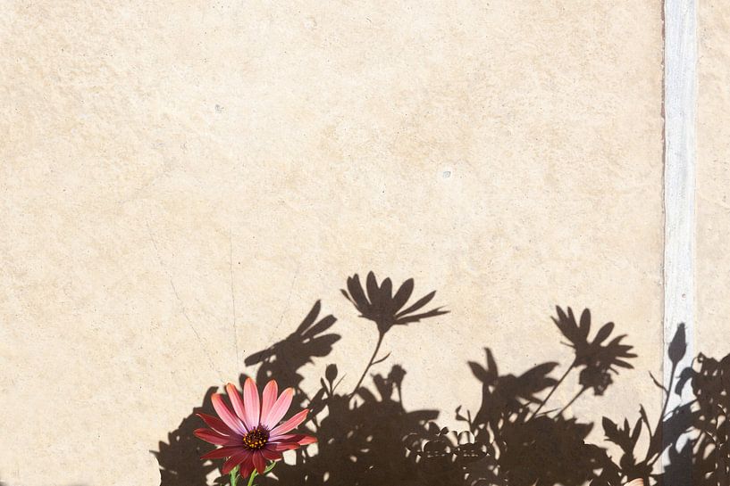 Bloem met Schaduwen van Stephan Van Reisen