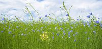 Leinen gemischt mit Feldblumen, Felder voll von