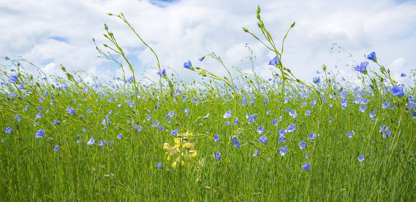 Linnen gemengd met veldbloemen, velden vol van Annelies Martinot